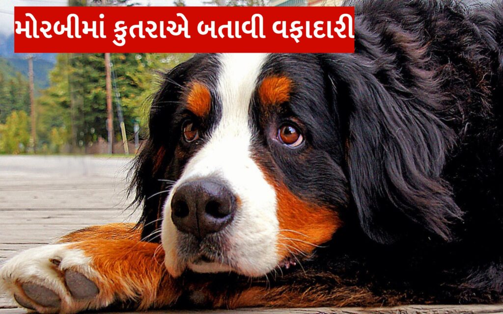 મોરબીમાં કુતરાએ બતાવી વફાદારી