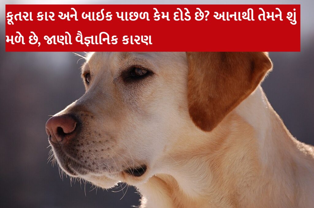 કૂતરા કાર અને બાઇક પાછળ કેમ દોડે છે? આનાથી તેમને શું મળે છે, જાણો વૈજ્ઞાનિક કારણ