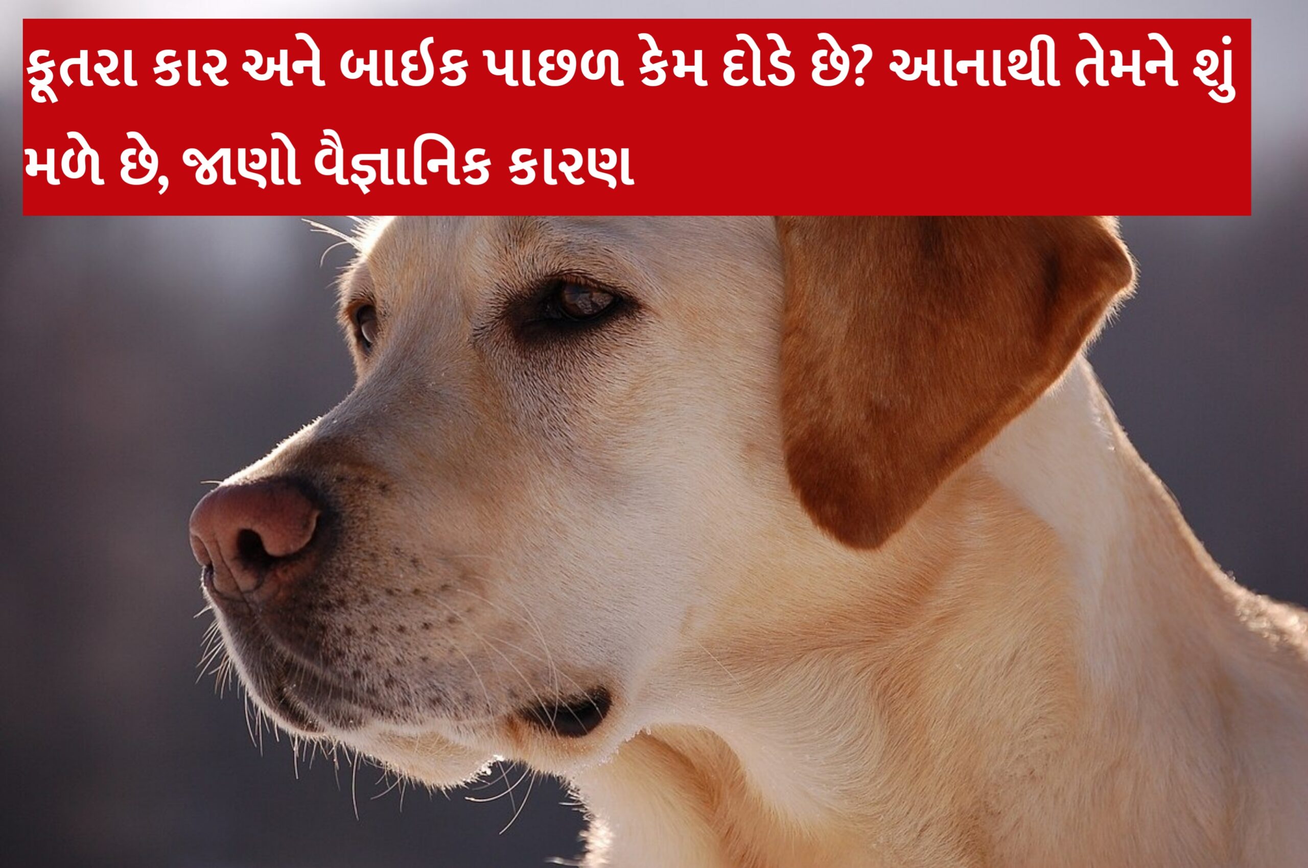 કૂતરા કાર અને બાઇક પાછળ કેમ દોડે છે? આનાથી તેમને શું મળે છે, જાણો વૈજ્ઞાનિક કારણ