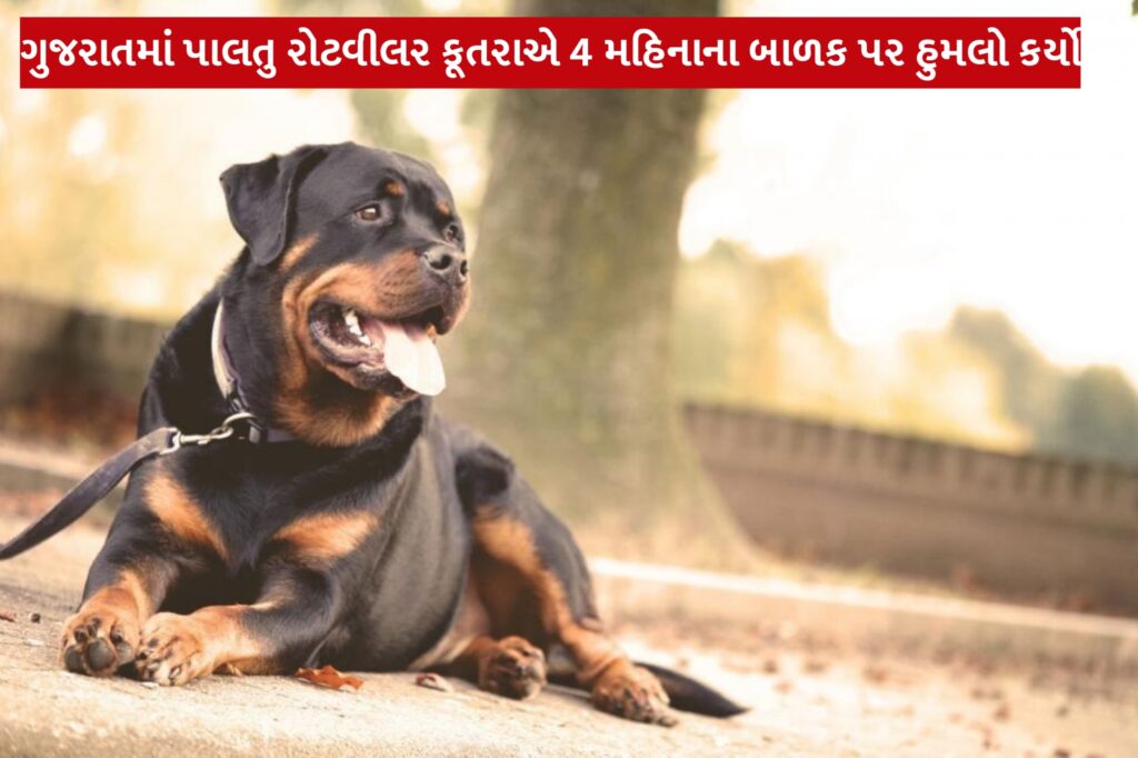ગુજરાતમાં પાલતુ રોટવીલર કૂતરાએ 4 મહિનાના બાળક પર હુમલો કર્યો